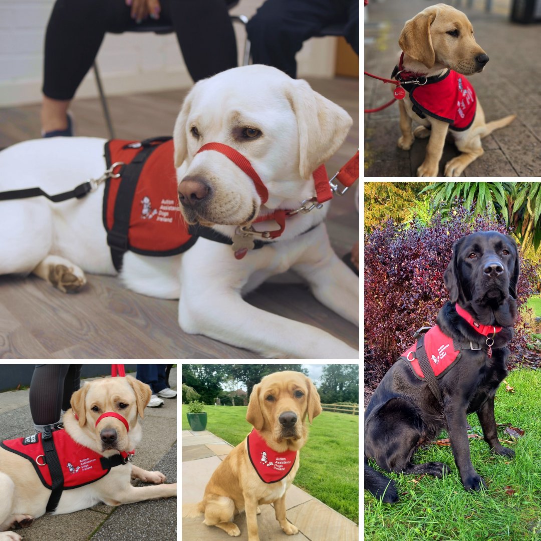 More Than a Jacket A Life-Changing Journey

Each AADI assistance dog earns their red jacket through 2 years of expert training:

Socialisation
Specialised skills
Public access certification

That jacket means trust, support &amp; legal access rights for autistic children.