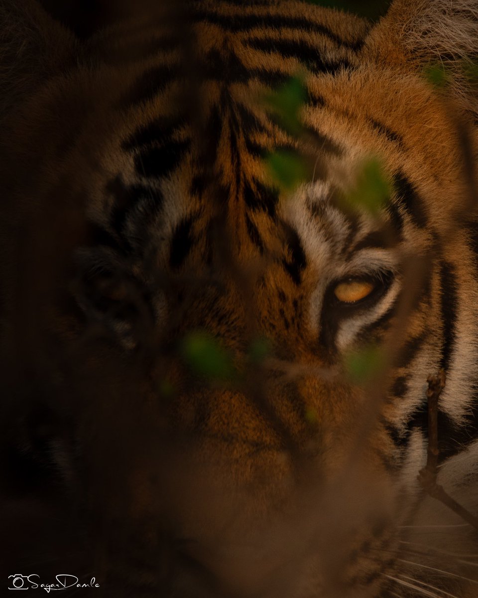 Pixel_Stripes's tweet image. W’s little cub was hiding in the bushes 2 days back 😍 #tadoba