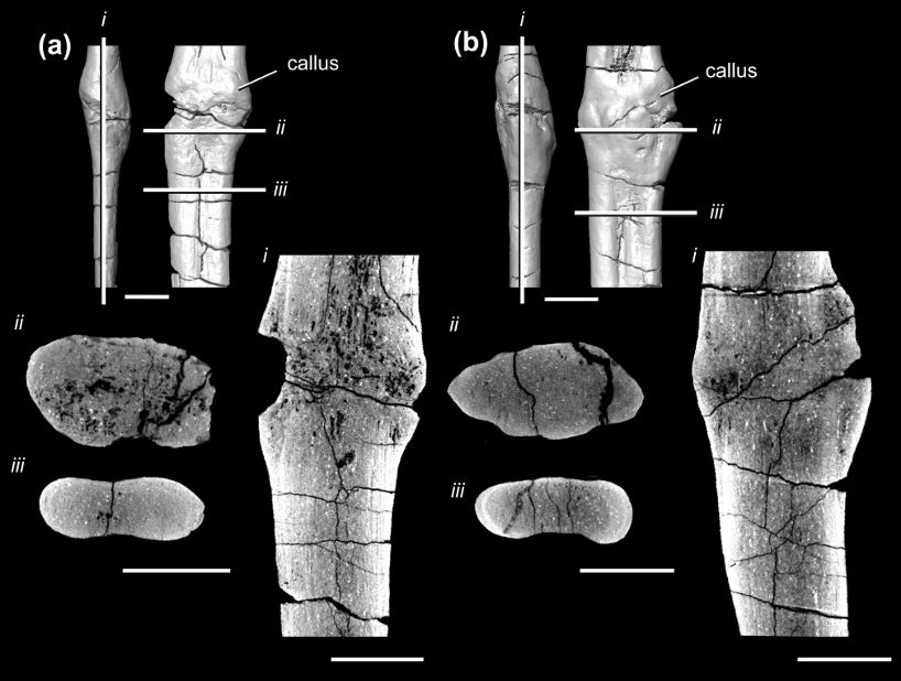 🚨New pub!🚨

Ribs shattered, but it lived: meet the tough cynodont from deep time!

link.springer.com/article/10.100…
Artwork by <a href="/marciolcastro/">Márcio L. Castro</a>