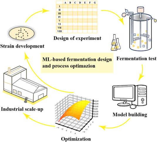 ML optimizes fermentation design! Predicts conditions, boosts yields. Paving way for smart bioproduction. #MLFermentation #BioTechOptimization #IndustrialBiotech
Details: doi.org/10.1016/j.bide…