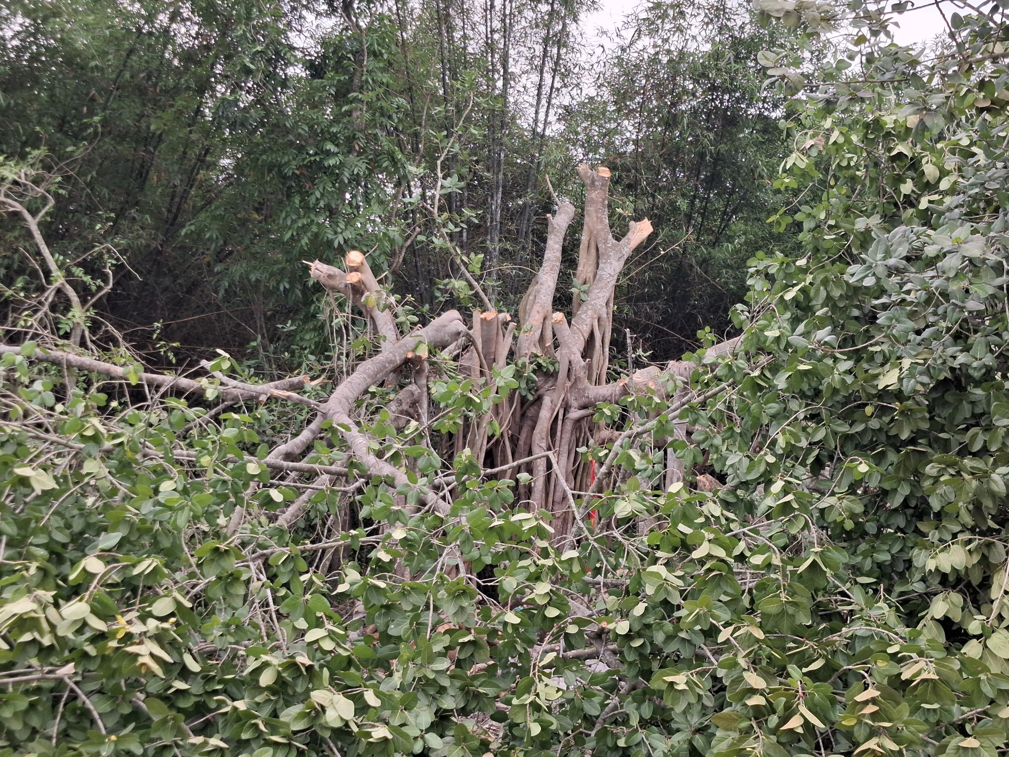 মাদারীপুরে শতবর্ষী বট গাছ ‘শিরক’ আখ্যা দিয়ে কেটে ফেলার সেই ভিডিও ভাইরাল