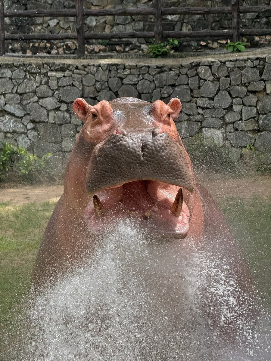 and_khamoo's tweet photo. เหมือนกบมากกว่า แต่ก็แซบอยู่ 🤣🦛
#hippo #PygmyHippo #ขาหมูแอนด์เดอะแก๊ง #หมูเด้งจะเด้งกี่โมง #Moodeng #พี่ขาหมู #สวนสัตว์แปลกเขาเขียว https://t.co/6aPuc9XA9l