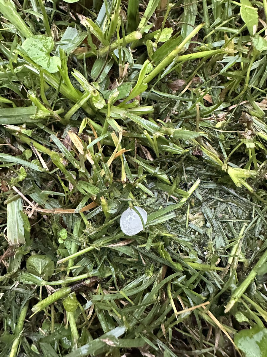 AmyFrohlich's tweet photo. @JesseWFAA pea sized this morning in watauga https://t.co/sGbwhs1ofN