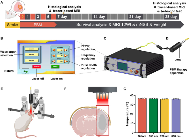 JUST PUBLISHED: Accelerated Molecular Transportation in the Brain Extracellular Space with 755-nm Light Attenuates Post-Stroke Cognitive Impairment in Rats

Click here to read the latest free, Open Access article from Cyborg and Bionic Systems: spj.science.org/doi/10.34133/c…