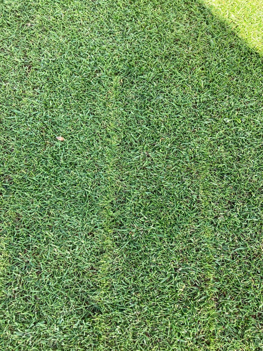 Alex Beesley (@alexbgerminal) on Twitter photo Proactive Seeding <a href="/PennGolfClub1/">Penn Golf Club</a> with ForeFront Greens BrownTop Bent and Creeping Bent blend <a href="/GerminalAmenity/">Germinal Amenity</a> great germination even in dry period Proactive Seeding <a href="/PennGolfClub1/">Penn Golf Club</a> with ForeFront Greens BrownTop Bent and Creeping Bent blend <a href="/GerminalAmenity/">Germinal Amenity</a> great germination even in dry period