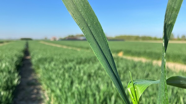 Zodra het vlagblad volledig ontwikkeld is, is het tijd voor de T2-toepassing met #Revytrex! Profiteer van langdurige bescherming tegen #bladschimmels dankzij de krachtige werking van #Revysol tegen #septoria en #roesten.

Lees meer over de optimale inzet: 
bit.ly/44vPTuV