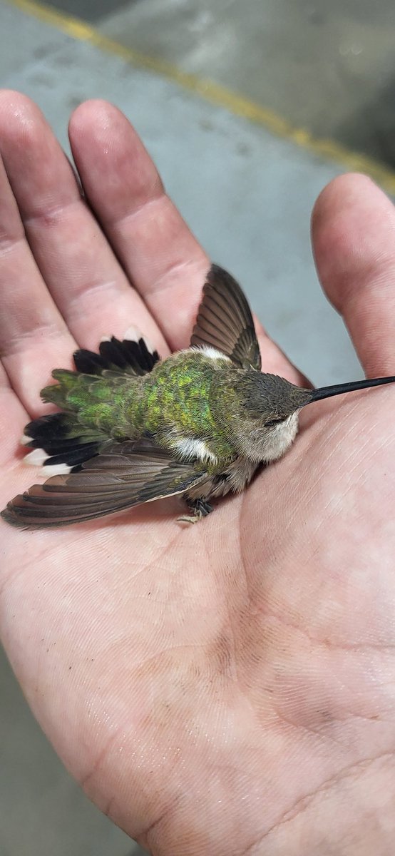HackRazor1012's tweet image. Found this little guy in the machine shop. He&apos;s been here a while, I&apos;m fairly certain he has a way out, but he knocked himself out by hitting a door. Left him by some water and I&apos;ll check back in after lunch. He was moving around, just dazed. Hopefully he&apos;s in the air by then