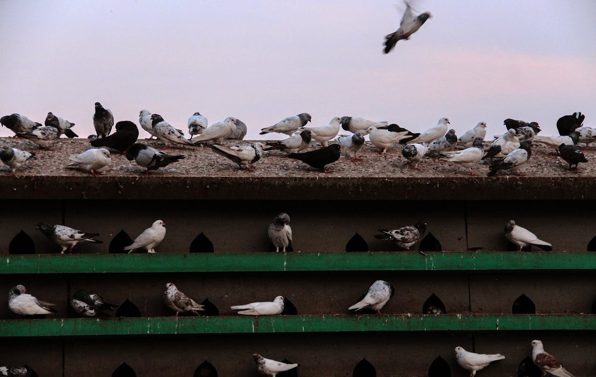 MeridianBird's tweet image. Spotted a flock nesting at your facility? Submit a report fast 📝➡️ bit.ly/3PthIMd #BirdControl
#FlockingBehavior #BirdControl #FacilityManagement #CommercialBuildings