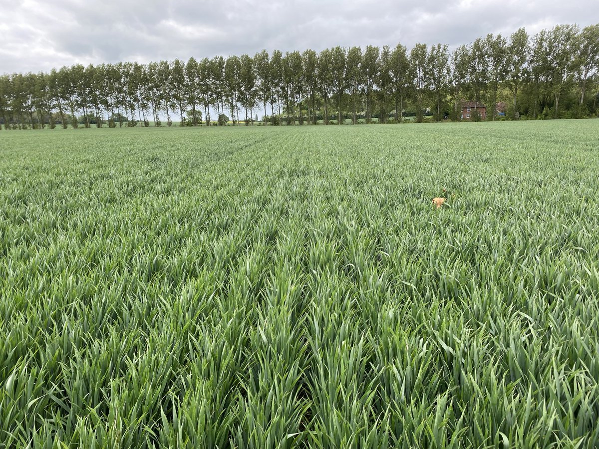 Nonington Farms (@noningtonfarms) on Twitter photo Despite the dry conditions this crop of KWS Palladium is romping on & the Flag leaf is 50% emerged. Previous crop: W.OSR & a quite a difference compared to other fields following Oats #Breakcrops The dog likes it too! <a href="/KWSUKLtd/">KWS UK Ltd</a> Despite the dry conditions this crop of KWS Palladium is romping on & the Flag leaf is 50% emerged. Previous crop: W.OSR & a quite a difference compared to other fields following Oats #Breakcrops The dog likes it too! <a href="/KWSUKLtd/">KWS UK Ltd</a>