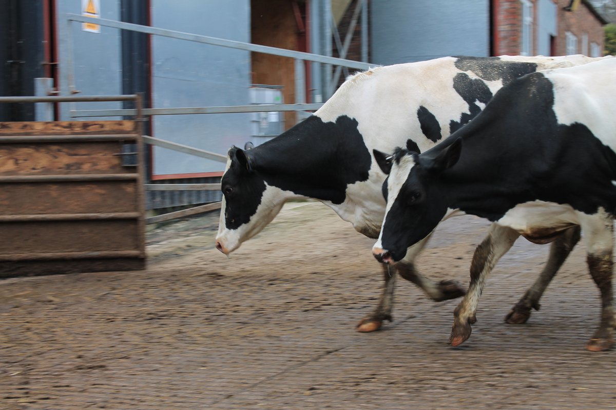 Is your herd walking comfortably?   Our expert team is here to ensure your cows are happy on their feet. Contact us for professional hoof care &amp; foot trimming services: ow.ly/X5PM30sCOeN
#HappyHooves #LivestockManagement #Foottrimming #Hoofcare #Hooftrimming #Cattle #Cows