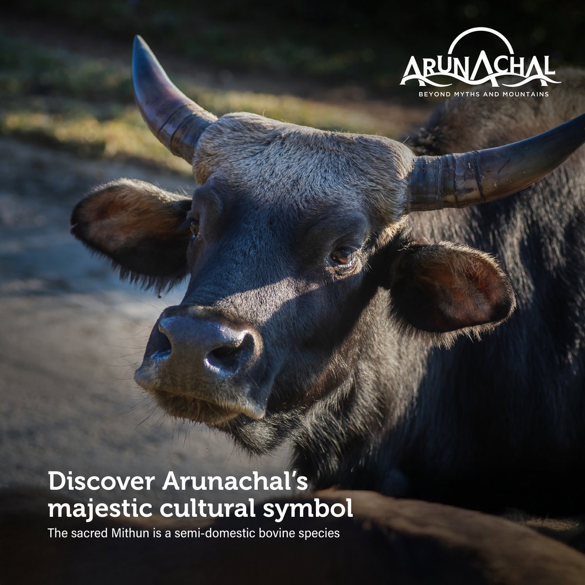 The Mithun (Bos frontalis) is a semi-domesticated animal, considered a symbol of wealth and prosperity in Arunachal Pradesh. With its majestic horns and robust build, the Mithun is revered particularly by the Tani group of tribes. A cultural treasure and state pride, the animal