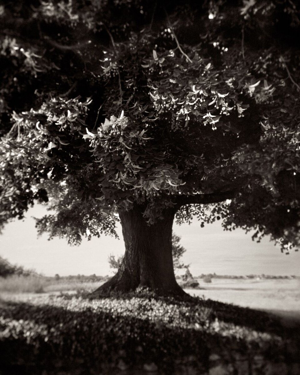 denisolivierart's tweet photo. Lime Tree, La Noraie, Luรงay-le-Mรขle, France. August 2021. Ref-11606
https://t.co/yXpWEFpO8w
#ddx #holgagn #garden #ilfordddx #holga120gn #nature #denisolivierphotography #denisolivier #denisolivierphotographer #tmax #countryside #kodaktmax #limetree #tree #denisolivierphoto https://t.co/h9MW2XKp6Q