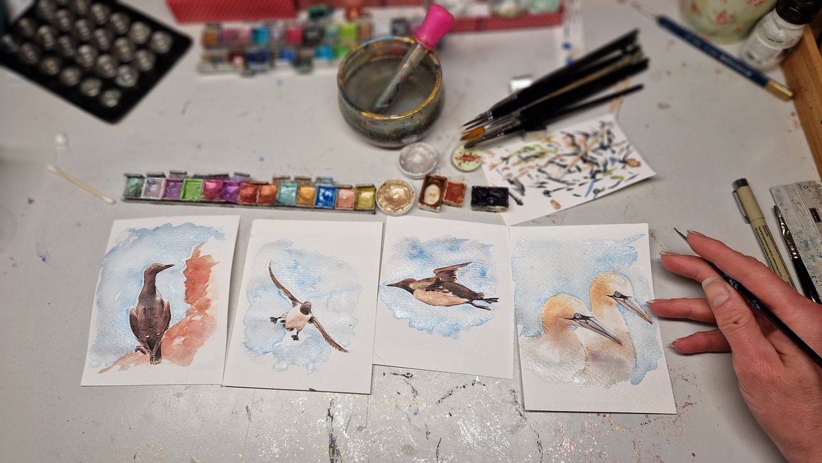 wandklex's tweet image. Nun hab ich ja mal nen Anlass, Trottellummen zu malen. Die Basstölpel sind einfach so mit passiert, auf #Helgoland leben sie ja auch recht eng zusammen.
#workinprogress, freie Arbeiten, kommen später in den #wandklex Shop.
Vorlagenfotos von @wolkenrose, vielen Dank!