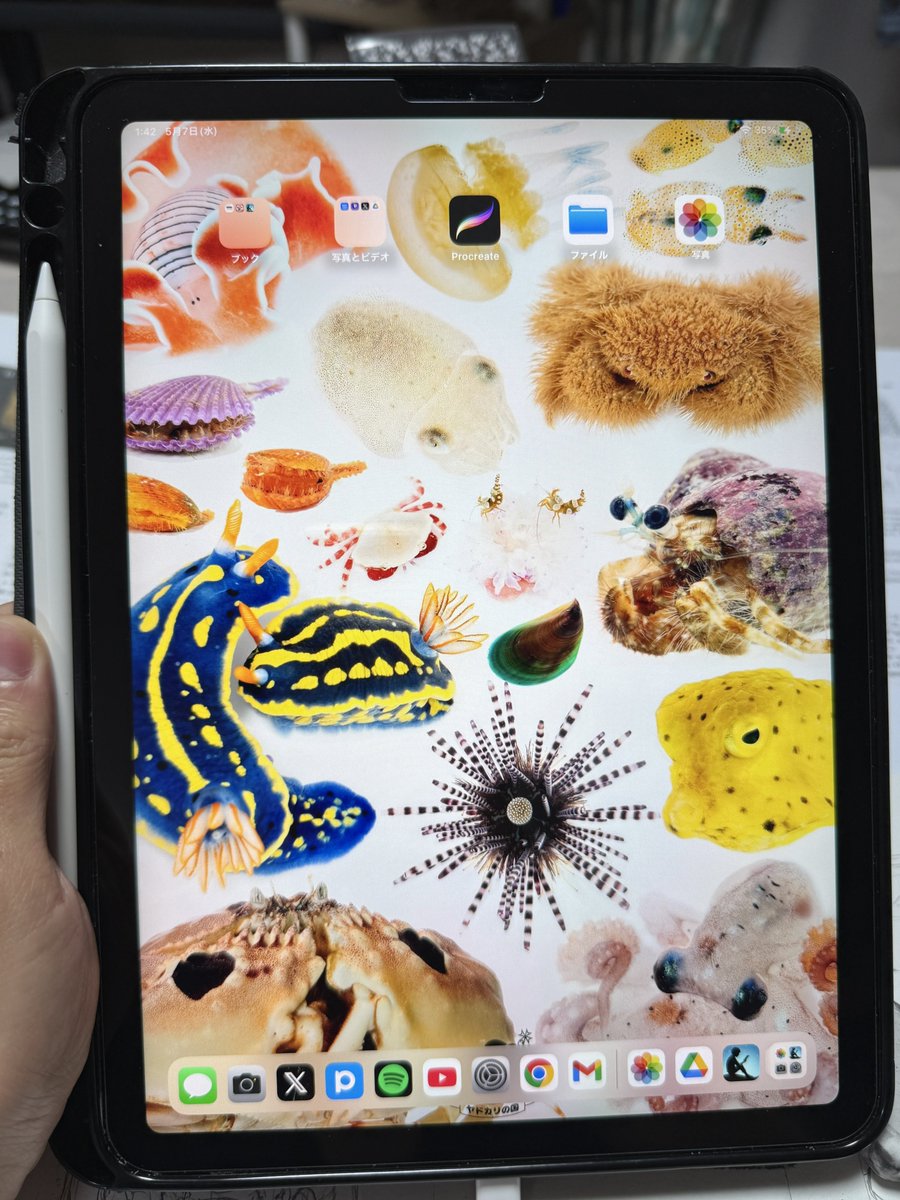 私の写真は商用利用や無断転載しなければ、個人的に保存して壁紙等に使ってもらう分にはかまいません🐚🦀🐡🦑
(一声かけてくれたらもっと嬉しいです)