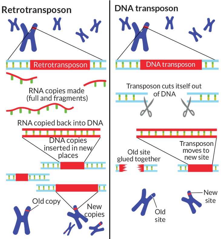 بما ان الاستفسارات كثيرة حول هذه الجينات القافزة سوف أضع عدة مراجع مفيدة و اكتشفوا قصتها المُثيرة🧬

Transposons: The Jumping Genes

nature.com/scitable/topic…

Jumping Genes Can Cause Movement Disorder: Study

the-scientist.com/jumping-genes-…

"الجينات القافزة" الموجودة في البشر سر ذكاء