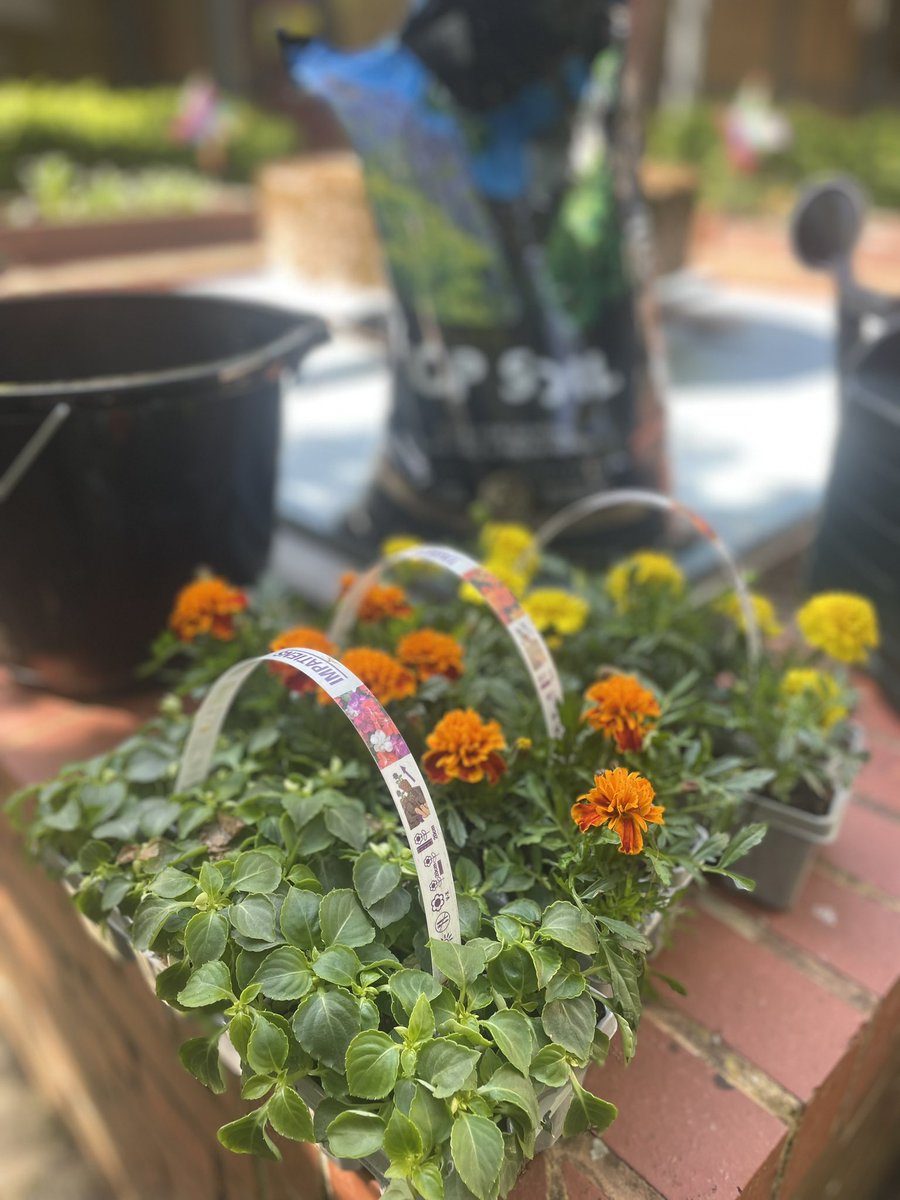 LifeAtStNon's tweet image. Gardening group has started on St Non Ward and the courtyard is starting to look a lot brighter!  We also had lovely visit from our Pet Therapy Team, which gave us a well deserved break from gardening! 🦮🐾🪻🌻