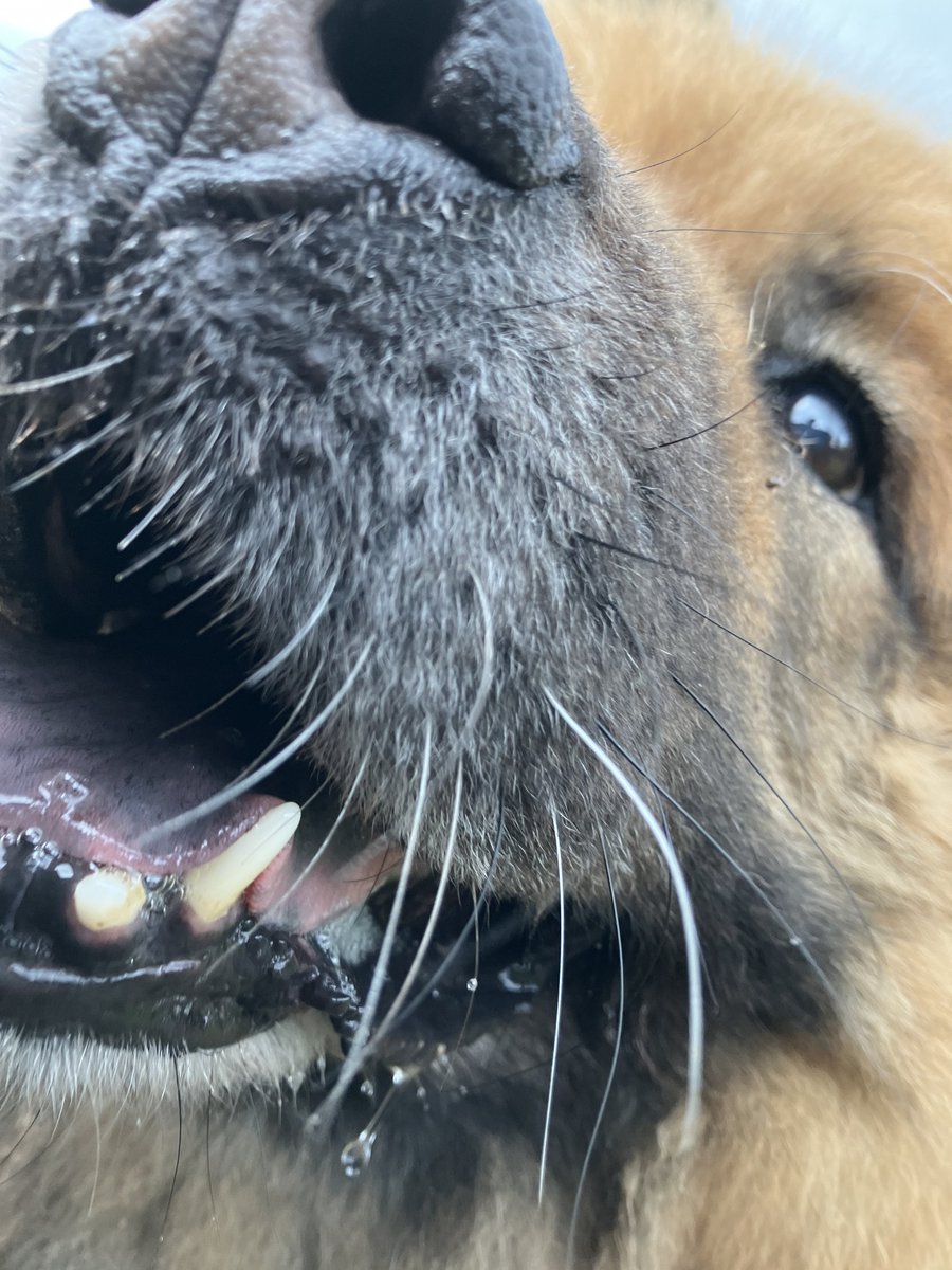 CrisSilv90's tweet photo. Edge Hill University is conducting a #survey on public perceptions of #dog-related risk. The survey is anonymous and open to anyone aged 18 or over in the #UK, whether you own a dog or not. If you want to take part, access the survey link here:
https://t.co/Y75lolni9v
#dogsuk https://t.co/nOUpSUkUnU
