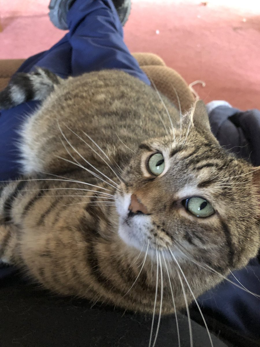 TaylorWellspeak's tweet photo. Link attached in replies.

Brie, after 9 years with Geralt and I, has passed away after fighting through a GI issue. Geralt has started to show some similar issues. The hospital bills have hit hard due to transitioning jobs. If you can help or share, it would go a long way. https://t.co/b1crT7uHou