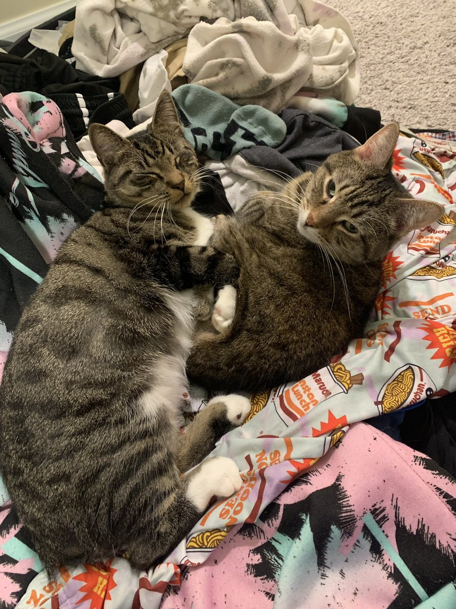 TaylorWellspeak's tweet photo. Link attached in replies.

Brie, after 9 years with Geralt and I, has passed away after fighting through a GI issue. Geralt has started to show some similar issues. The hospital bills have hit hard due to transitioning jobs. If you can help or share, it would go a long way. https://t.co/b1crT7uHou