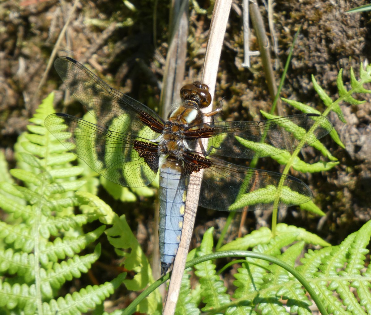 WildlifeDales's tweet photo. With this fine weather, the first dragonflies may be emerging! 🌞🧚♂️ Look out for Broad-bodied Chasers and Four-spotted Chasers—some of the earliest to appear—around ponds and lakes. #Dragonflies #WildlifeWatch #SpringNature https://t.co/bgi7KD6skJ