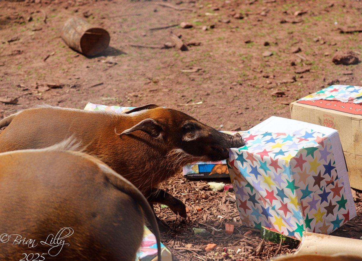 brglilly's tweet photo. Humphrey's 5th birthday party @PaigntonZoo #RedRiverHogs #mammals https://t.co/nY5F0ir4Ez