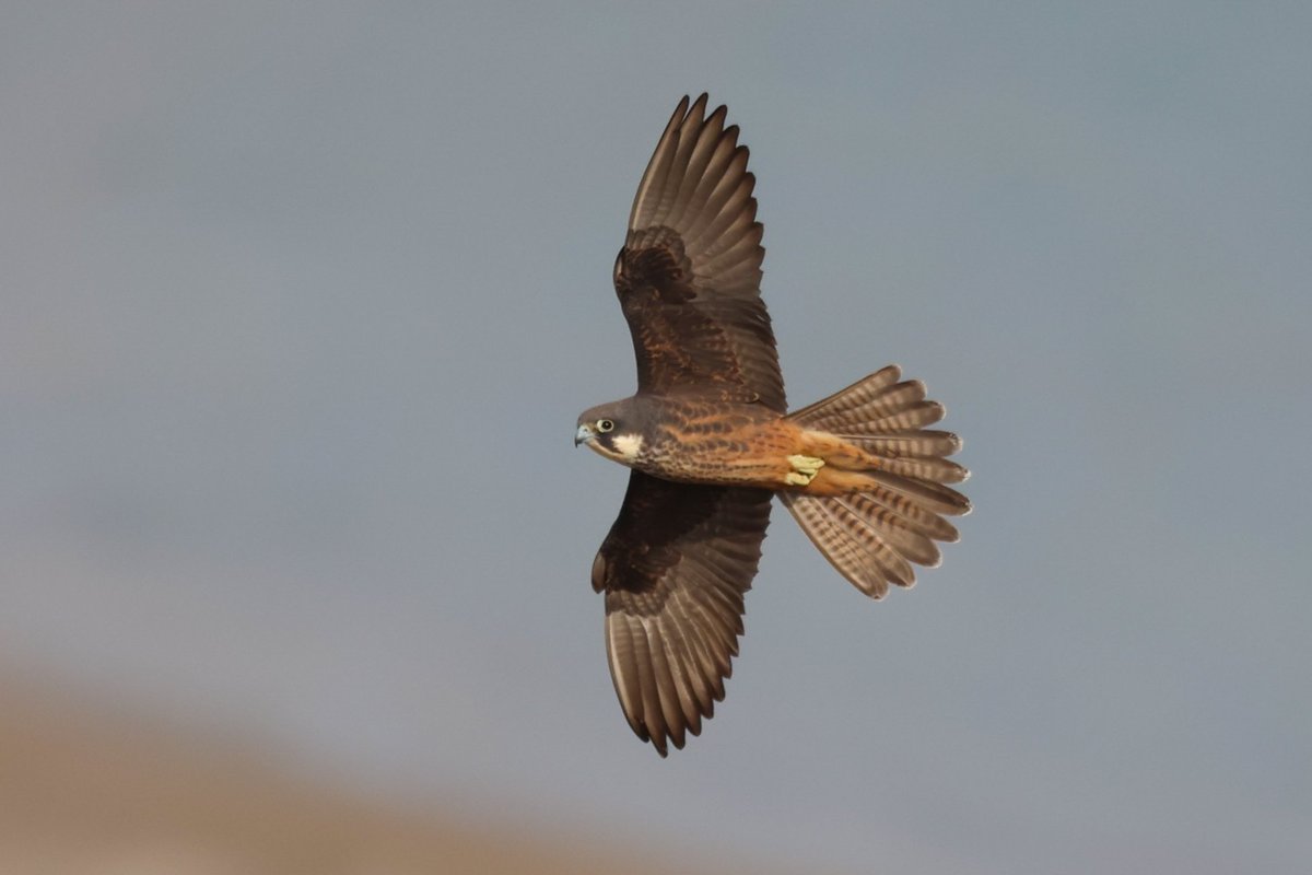 Jamie Sample (@jamiesample99) on Twitter photo Another fantastic week away birding in Cyprus with 122 species including 9 lifers. Highlights of the trip being the mega Lesser Moorhen, a surprise Little Swift and Olive Tree Warbler, and seeing swathes of Bee Eaters every single day #Cyprusbirds <a href="/birdsaroundcy/">BirdsAroundCyprus</a> Another fantastic week away birding in Cyprus with 122 species including 9 lifers. Highlights of the trip being the mega Lesser Moorhen, a surprise Little Swift and Olive Tree Warbler, and seeing swathes of Bee Eaters every single day #Cyprusbirds <a href="/birdsaroundcy/">BirdsAroundCyprus</a>