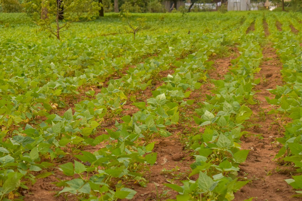 Act Change Transform (Act!) tweet media