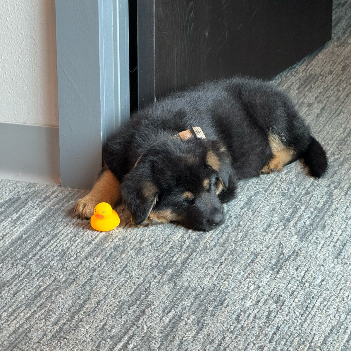 alpha_social_'s tweet photo. In case you missed it, Kylo is our newest (and definitely biggest) barketing specialist! He made a huge first impression, and we’re already in love. Make sure to say hi in the comments—he’s reading them all 🐾 💬

#WelcomeKylo #OfficeDog #BigHeartBiggerPaws https://t.co/xmkb1AfFuJ