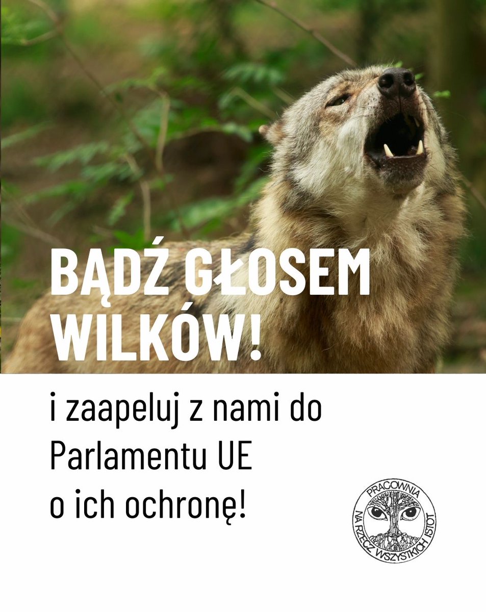 📣 Jest bardzo pilna sprawa‼️ Pomóż nam być głosem wilków, bo już w najbliższy czwartek (08.05.2025) Europarlamentarzyści i Europarlamentarzystki, w tym także z Polski, zdecydują czy wilki przestaną być zwierzętami ściśle chronionymi i każdy kraj będzie mógł nimi elastycznie