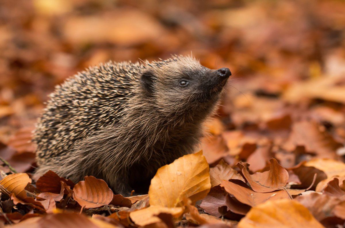 #TriviaTuesday is here and as it's Hedgehog Awareness Week..... 🦔 

Did you know? 🧠 Hedgehog brains are only about the size of a pea, but these little creatures can remember routes and hiding spots for months. Tiny but mighty! 😍

#LbQ #HedgehogWeek