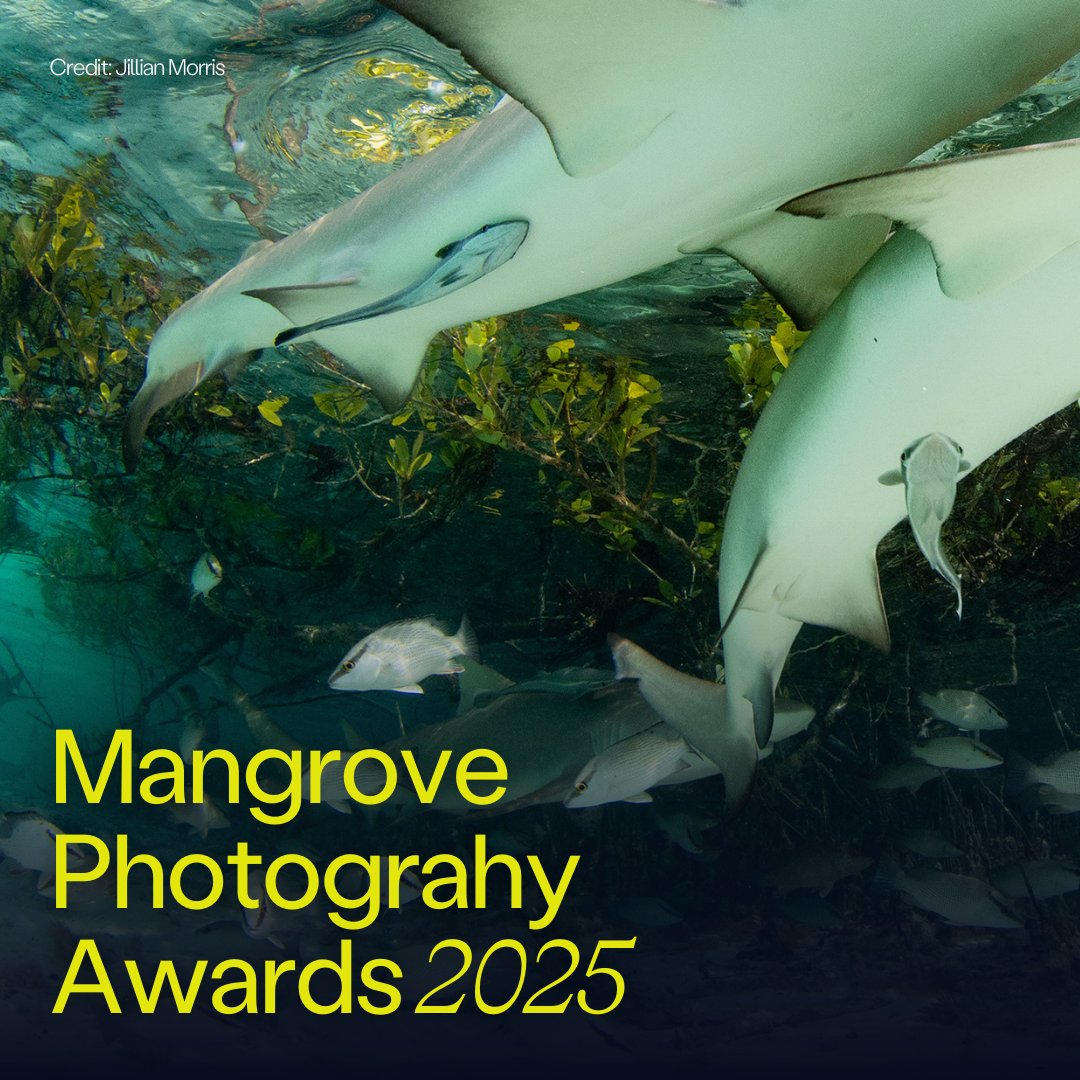 Meridian (@meridianagency_) on Twitter photo 📸 We're thrilled to be supporting Mangrove Action Project on the #MangrovePhotographyAwards once again.
Following a record-breaking 10th anniversary edition last year, 2025 is set to be even bigger with new awards, subcategories and judges.
Enter now 👉 photography.mangroveactionproject.org/enter-the-comp… 📸 We're thrilled to be supporting Mangrove Action Project on the #MangrovePhotographyAwards once again.
Following a record-breaking 10th anniversary edition last year, 2025 is set to be even bigger with new awards, subcategories and judges.
Enter now 👉 photography.mangroveactionproject.org/enter-the-comp…
