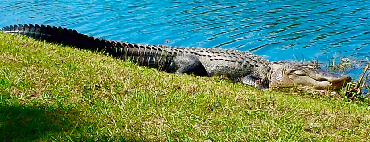 CastilloLe85942's tweet photo. #horrorprompt
In The Meadows community of Sarasota, Fl, one grizzly fact plagued the residents.. pets, children & senior citizens were disappearing and later found in pieces
Each was torn apart and #munched on..
Gator wranglers Later captured the 9 foot long Rogue Culprit https://t.co/rexFpLNy5u