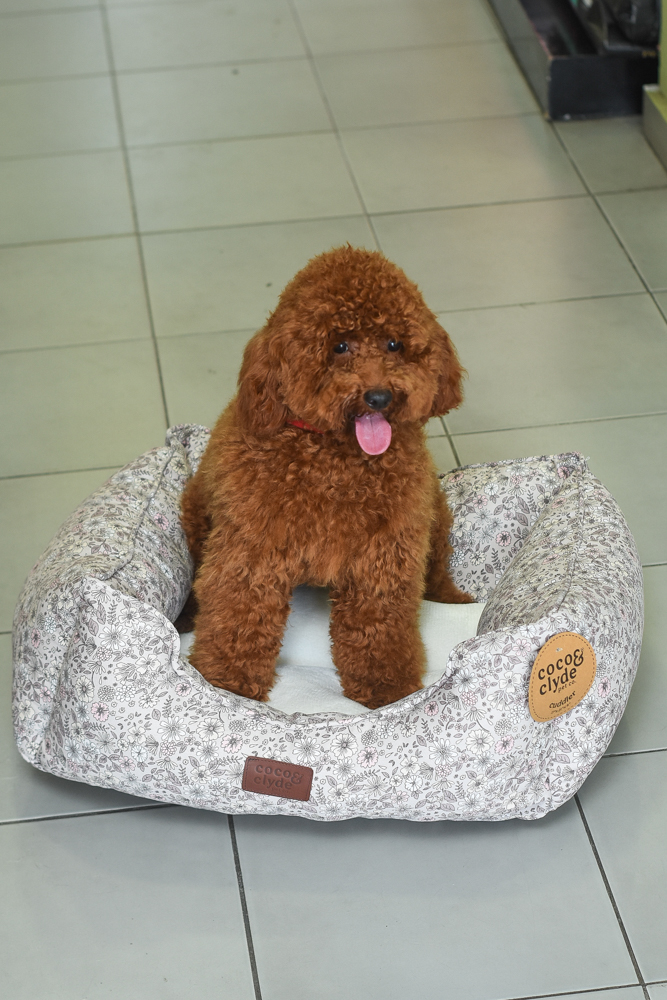 AnimedRD's tweet photo. 🐶🛏️ ¡NUEVA MERCANCÍA! Ven y busca como Bastián la nueva cama de tu mascota 😆✨ Tenemos todos los tamaños y prints. https://t.co/maxca05xBN