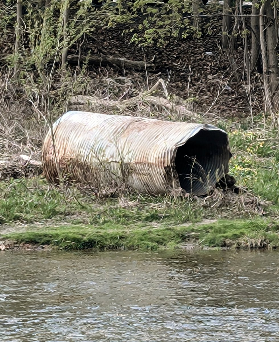 skunkpaste's tweet image. murk