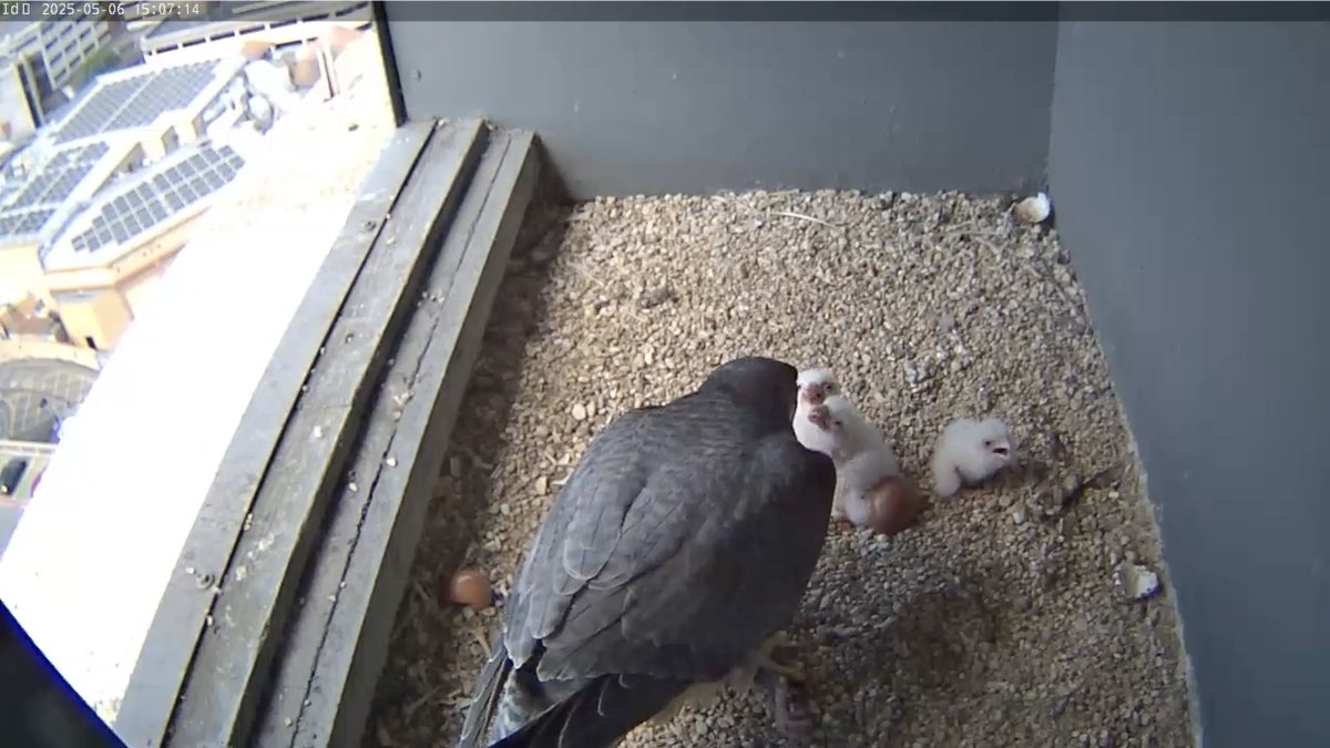 Woking Peregrine Project tweet media