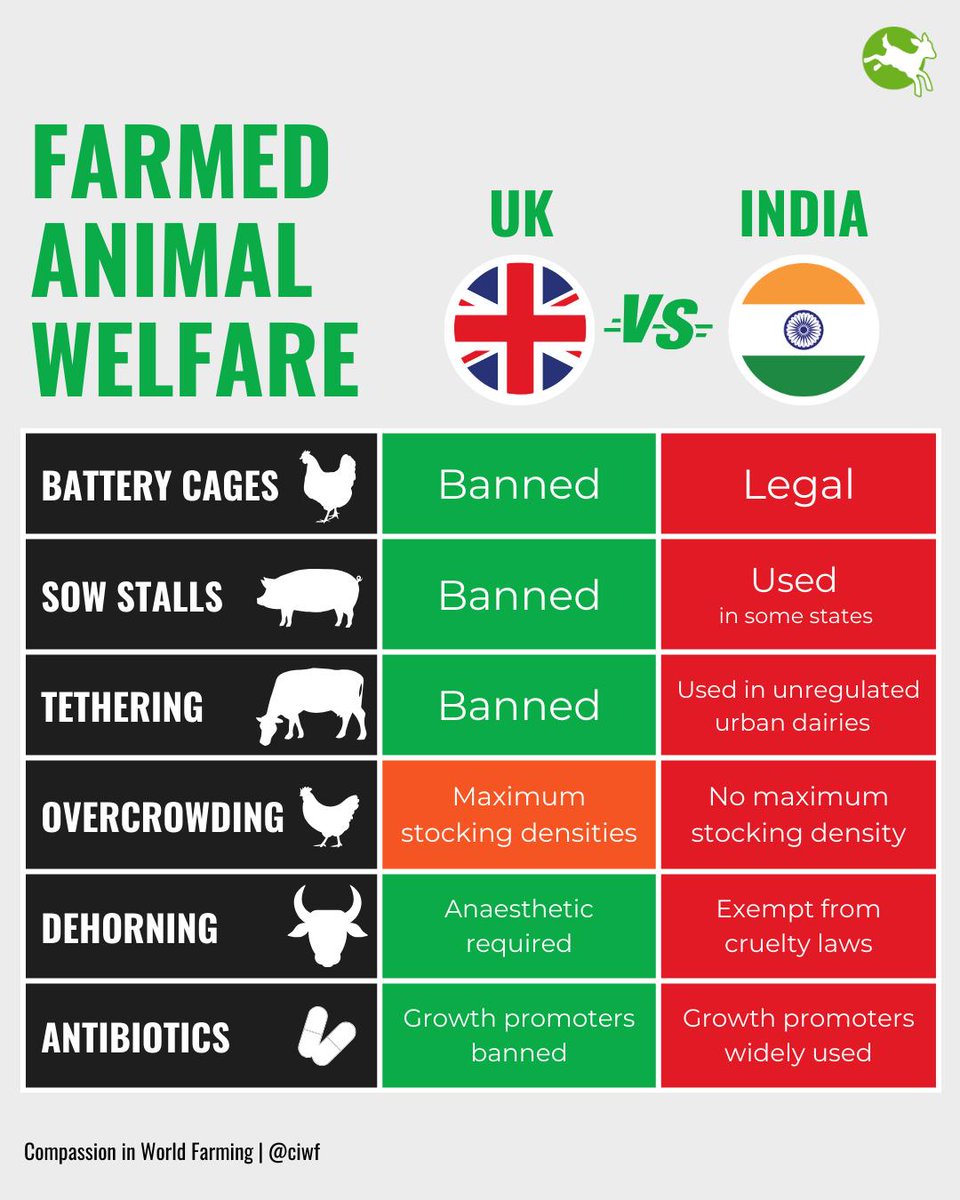 Today Britain and India have agreed a free trade deal.

We're still waiting for the full details, but it's vital that tariff- or quota-free trade is not permitted for animal products that don't meet British animal welfare standards.