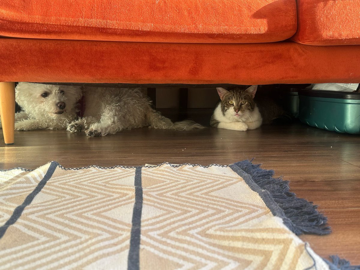 Yaklaşık 2 yaşında erkek,kısır değil.Sokakta hasta bir şekilde bulundu.Nörolojik fip nedeniyle 2 ay veterinerde tedavi gördü.İyileşti.Sürekli sevilmek isteyen tam bir kucak kedisi.İstanbul'da geçici yuvasında ona ömürlük yuva arıyoruz.