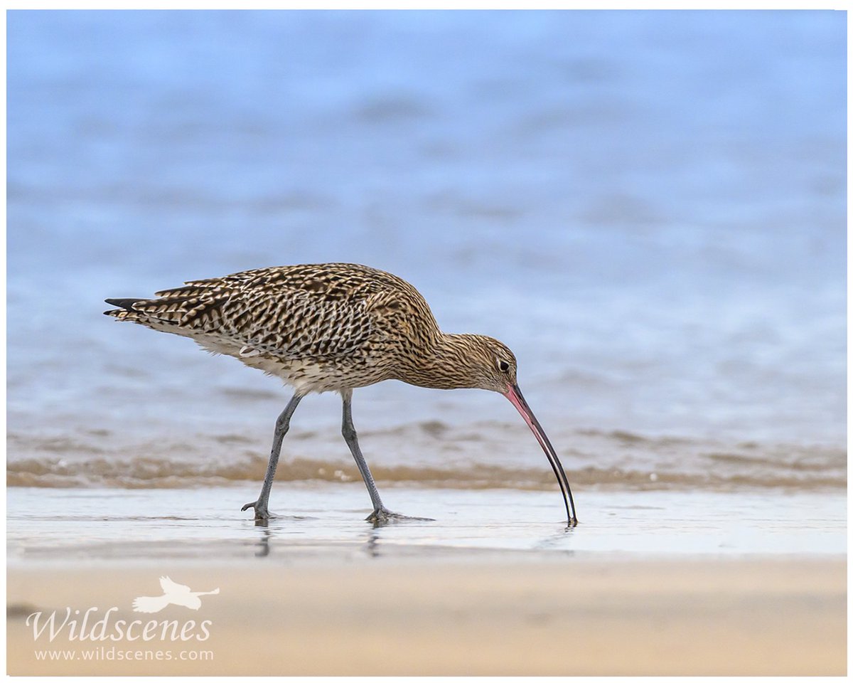 John Gardner (@wildscenesuk) on Twitter photo Curlew feeding on the Northumberland coast from a few weeks ago.
<a href="/BBCSpringwatch/">BBC Springwatch</a> <a href="/waderquest/">Wader Quest</a>
#nikonz9 #nikon600mm Curlew feeding on the Northumberland coast from a few weeks ago.
<a href="/BBCSpringwatch/">BBC Springwatch</a> <a href="/waderquest/">Wader Quest</a>
#nikonz9 #nikon600mm