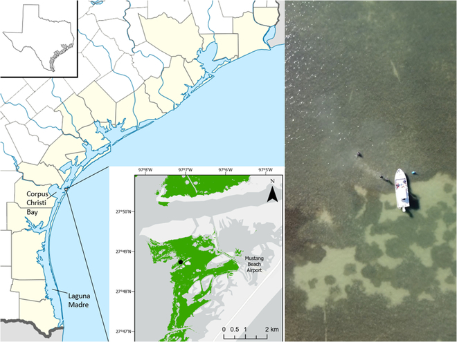 JUST PUBLISHED: Acoustic Monitoring of Oxygen Ebullition Reveals Hidden Productivity in a Seemingly Heterotrophic Seagrass Meadow

Click here to read the latest free, Open Access article from Ocean-Land-Atmosphere Research: spj.science.org/doi/10.34133/o…