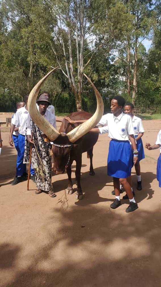 IgnatiusHigh's tweet photo. Uyu munsi abanyeshuri ba #S1 na #S2 bagiye mu ngendoshuri ngarukamwaka. Abo muri #S2 bagiye mu Rukali naho #S1 basura kuri NYIRANGARAMA i Rulindo.
Dushimye cyane @Rwandapolice yaduherekeje. Abana n'abarezi bashimye iyi gahunda nshya ya Polisi yizeza umutekano mu muhanda. https://t.co/AVGLMI3H5e