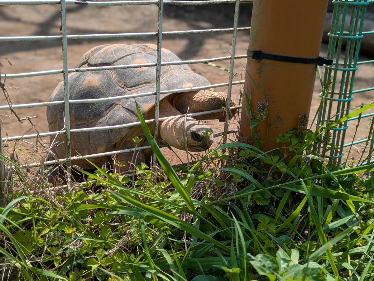 nezoolog's tweet photo. (プチ)『春のサラダバーを
こっそり楽しむカメ』
https://t.co/TzpqwxNdRp
……………………………………………………
#平川動物公園 #動物園 #zoo
#ホウシャガメ #radiatedtortoise https://t.co/DdJQdwrcvp