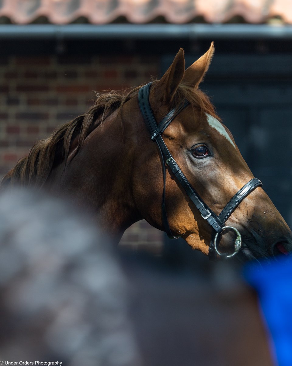 under_orders's tweet photo. I'm a big fan of Charlie Appleby - last weekend was stellar winning both Guineas. But then I find out he brushes out Horse Boxes and cooks Roast Dinners - What a super guy! 😉👏🤝💪 #rulingcourt #desertflower #Superman https://t.co/dkHmmFYGEu