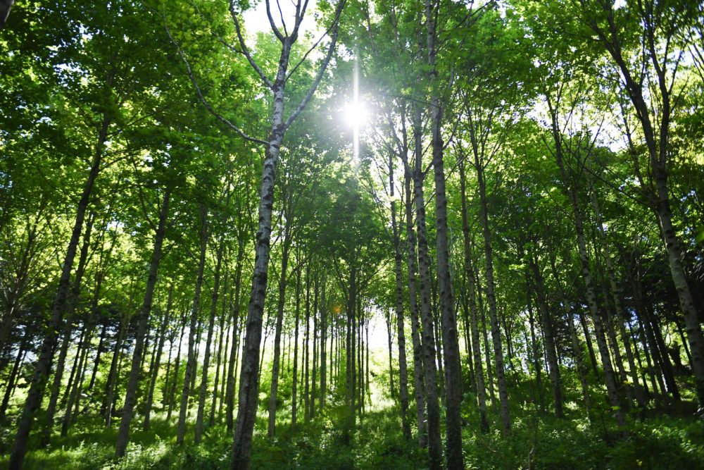 🌳 Trees are methane-munching superheroes! 🌎 They gobble up this potent greenhouse gas, cooling our planet &amp; fighting climate change. More trees = cleaner air, happier ecosystems, &amp; a brighter future! 🌲💚 Plant one today! #TreePower #ClimateHeroes
