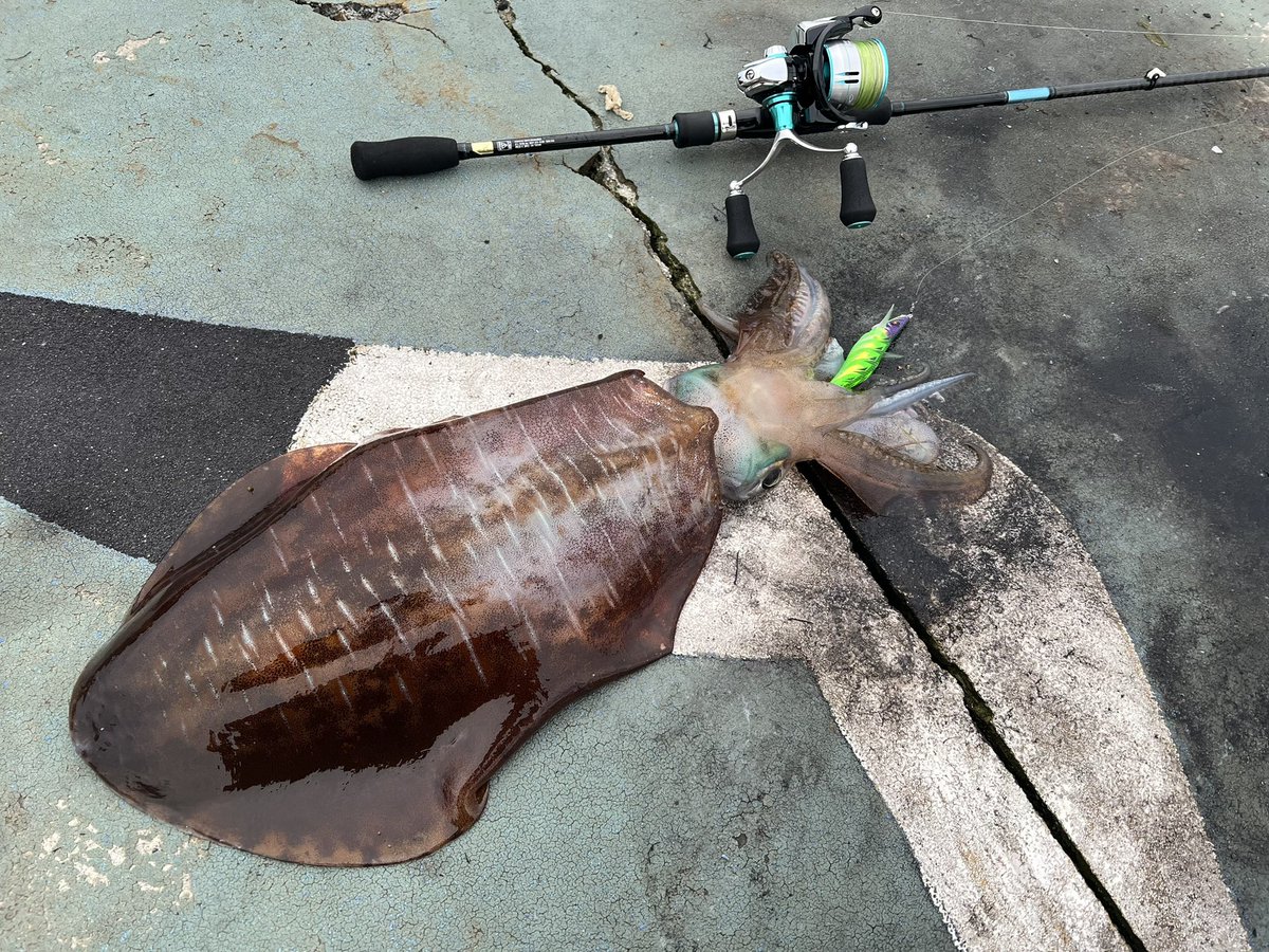 カイン-Kain tweet media