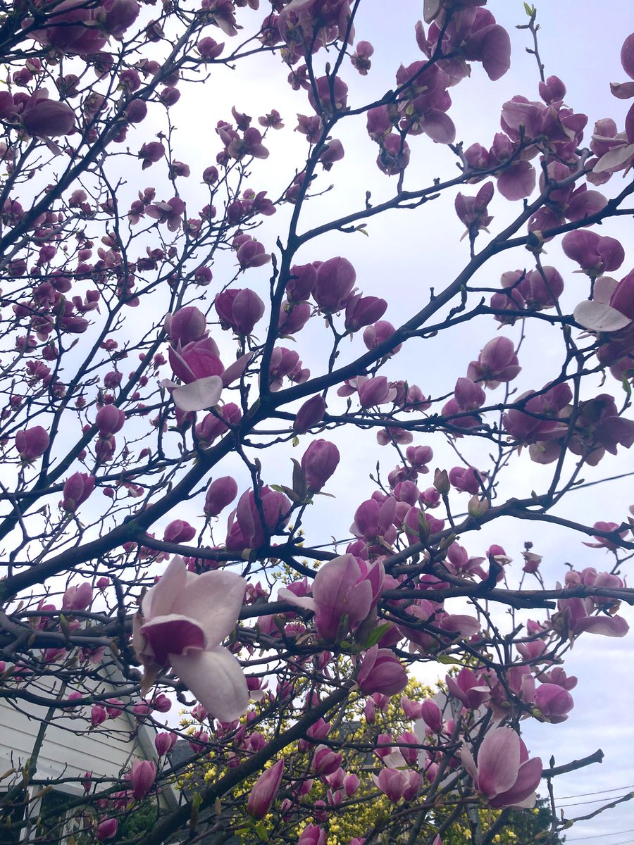 Not just flower ‘bloom’ can mean:

a spongy mass of molten iron and slag, an intermediate product in the refining process used to make tools, weapons, armor, or construction materials. #WritingCommunity #Debutauthor #nonfiction 

danikaduartesmith.substack.com/p/a-different-…