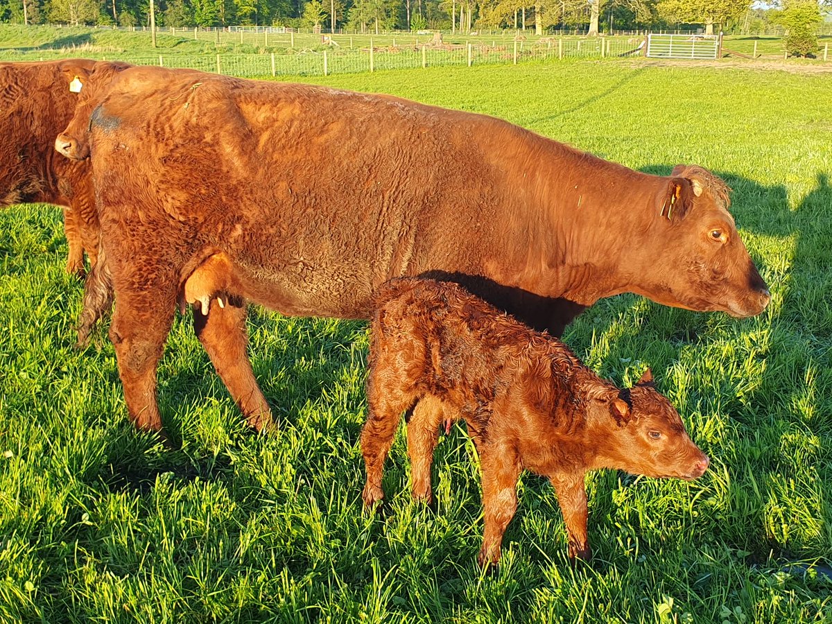 #coosday New babies ❤️