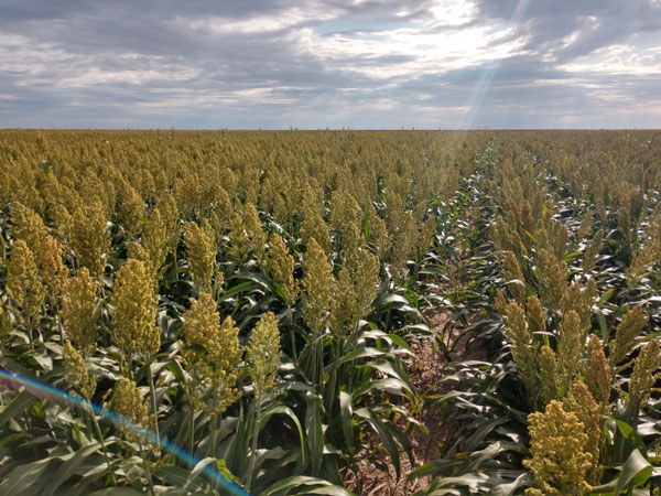 K-State Agronomy (@kstateagron) on Twitter photo Planting date and hybrid maturity are critical for grain #sorghum success. Time planting to avoid peak heat but mature before frost. Learn more: bit.ly/4jL86cv #ksag #grainsorghum #plant2025 <a href="/LucasAHaag/">Lucas Haag</a> <a href="/SWKSAgronomy/">Logan Simon</a> <a href="/KStateWKREC/">WKREC</a> Planting date and hybrid maturity are critical for grain #sorghum success. Time planting to avoid peak heat but mature before frost. Learn more: bit.ly/4jL86cv #ksag #grainsorghum #plant2025 <a href="/LucasAHaag/">Lucas Haag</a> <a href="/SWKSAgronomy/">Logan Simon</a> <a href="/KStateWKREC/">WKREC</a>