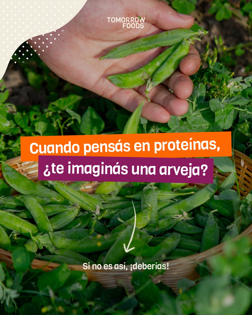 ¿Por qué las arvejas son el futuro?👇

- Alto contenido proteico: Hasta un 25% de proteína en su composición.

- Mejoran los suelos: Ayudan a fijar nitrógeno de manera natural, reduciendo el uso de fertilizantes.

- Versatilidad: Son la base de múltiples alternativas plant-based.
