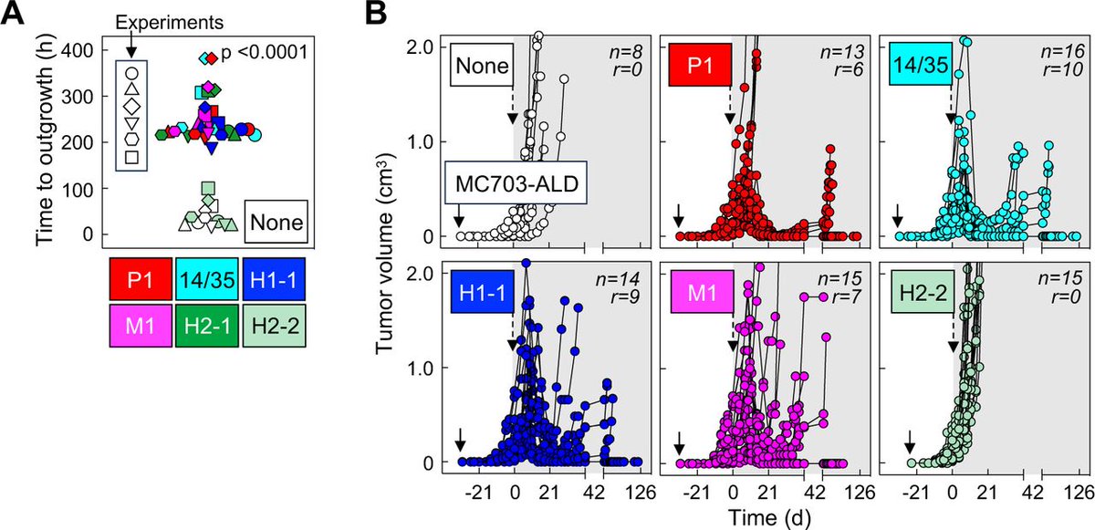New #JITC article: Selection of therapeutically effective T-cell receptors from the diverse tumor-bearing repertoire bit.ly/4m8BwmA <a href="/JOlweus/">Johanna Olweus</a> <a href="/tomblankenstein/">Tom Blankenstein</a>