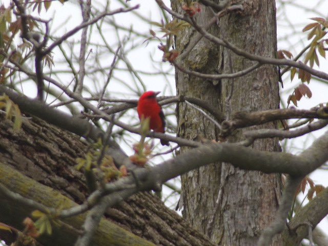 We now have a male (red) and a female (yellow) tanager visiting daily! It is rare for them to come down out the high treetops.  These two have been coming down for the woodpecker suet on the feeder. 
They are actually classified in the cardinal family. #birdwatchers